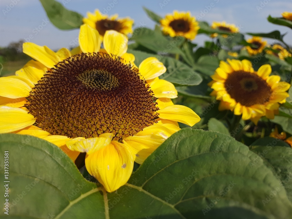Obraz premium Sunflowers in the field on a blue sky day.