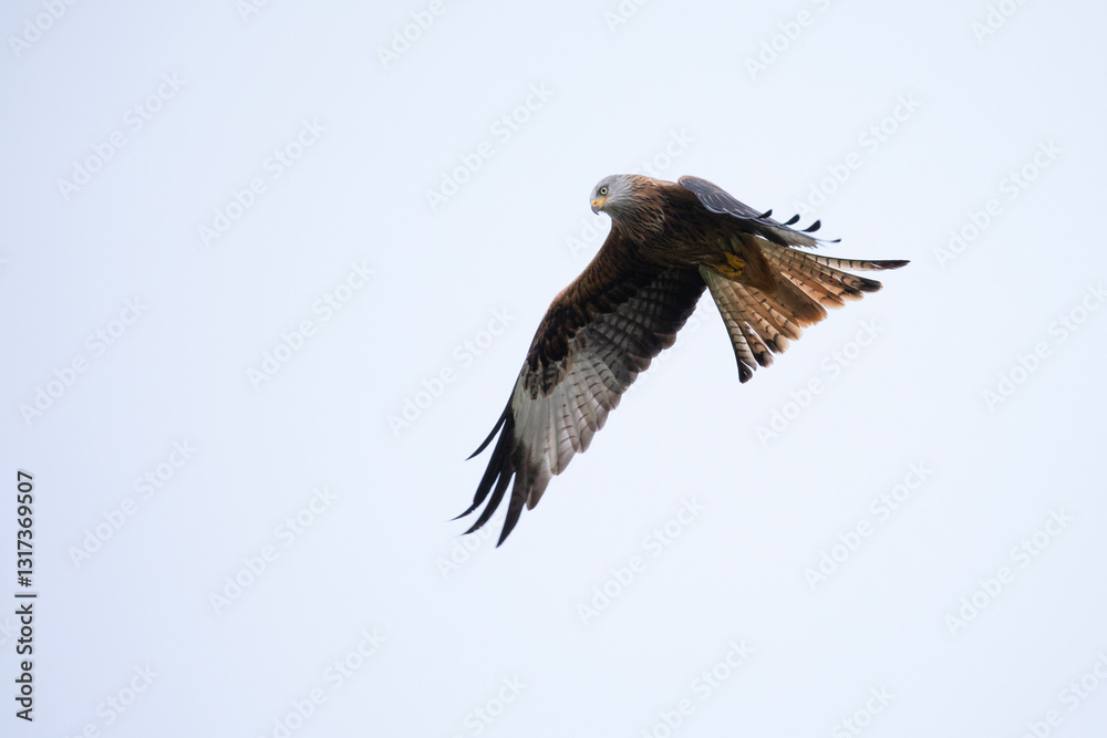 Obraz premium A majestic large red kite glides in the skies above Wales.