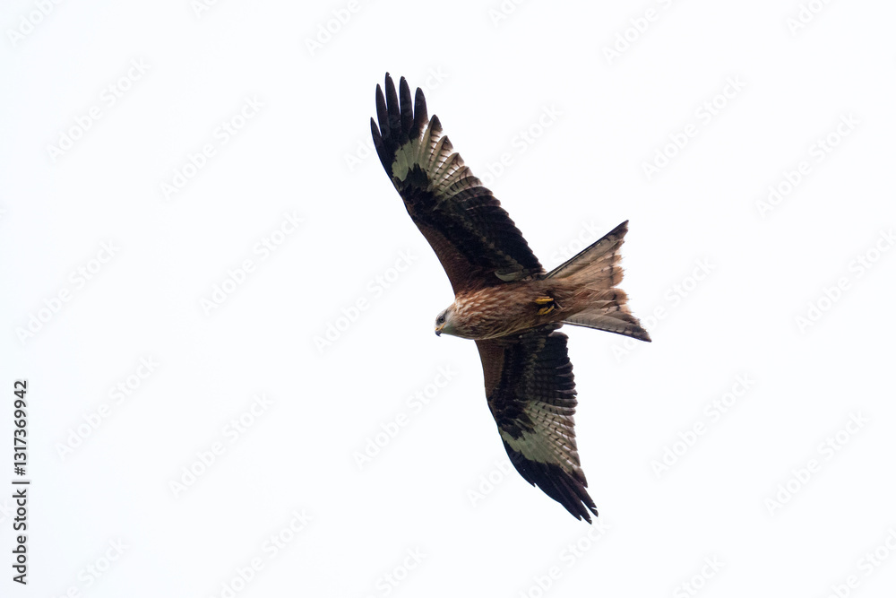 Fototapeta premium A majestic large red kite glides in the skies above Wales.