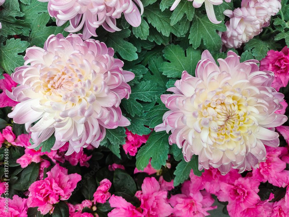 Beautiful pink chrysanthemum as background picture. Chrysanthemum wallpaper, chrysanthemums in autumn.