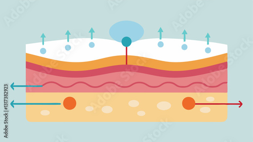 Skin Layer Diagram A simplified crosssection of the skin showing the epidermis and dermis layers with arrows indicating where exosomes trate and release collagenboosting factors.