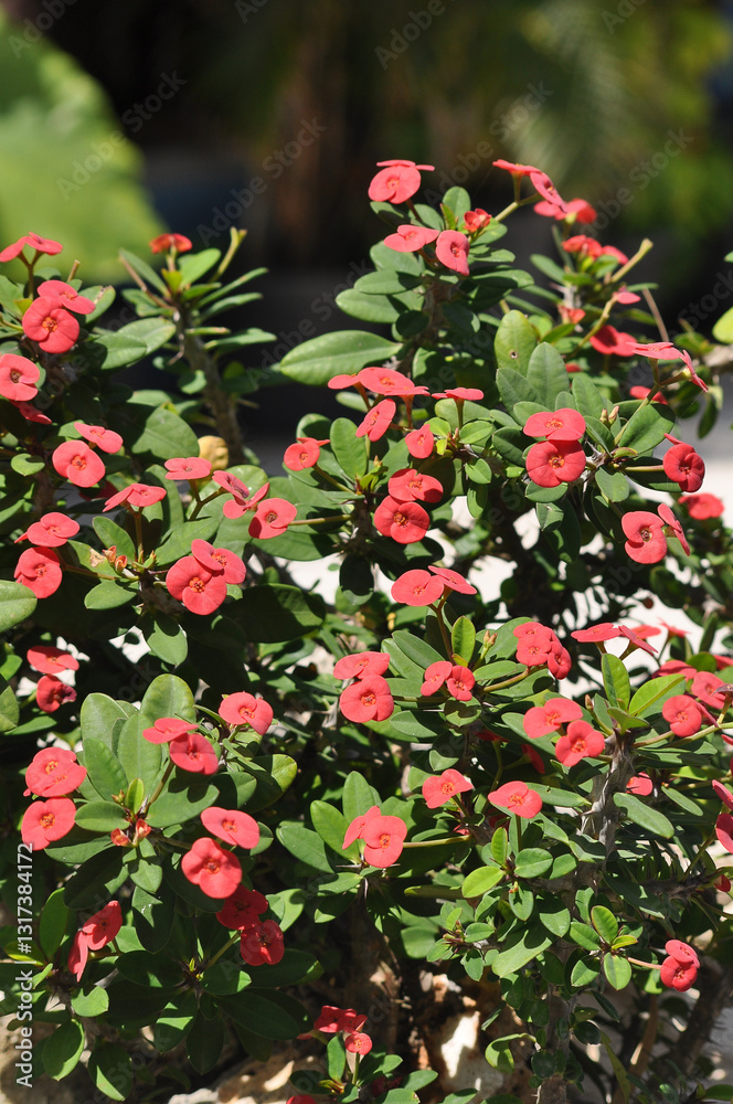 Close up Crown of Thorns, Christ Thorn flower with leaves. or Scientific name Euphorbia milii Des Moul
