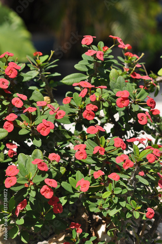Obraz na płótnie Close up Crown of Thorns, Christ Thorn flower with leaves. or Scientific name Euphorbia milii Des Moul w salonie