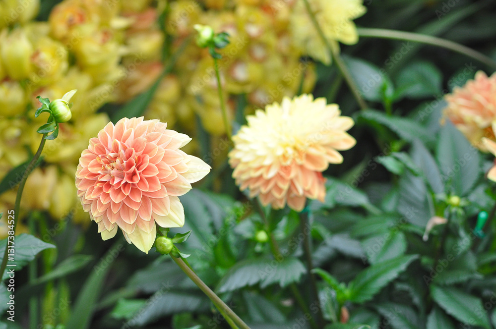 Beautiful pink chrysanthemum as background picture. Chrysanthemum wallpaper, chrysanthemums in autumn.