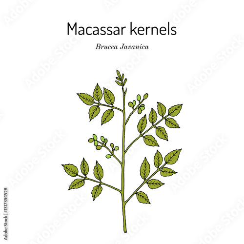 Macassar kernels, or Java brucea (Brucea javanica), medicinal plant. Hand drawn botanical vector illustration