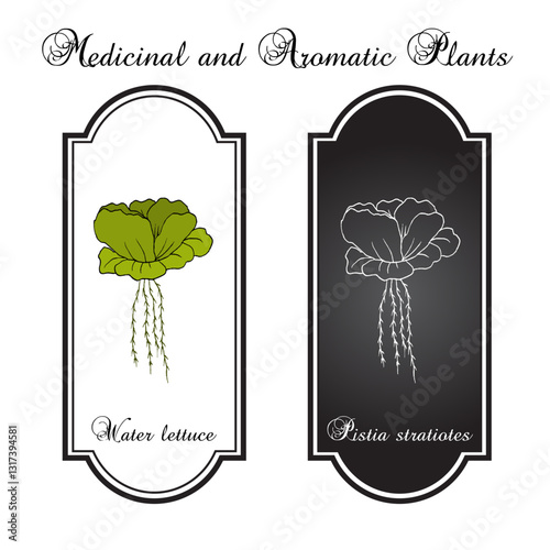 Water Lettuce or Pistia stratiotes, aquatic plant. Hand drawn botanical vector illustration
