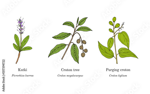 Collection of edible and medicinal plants. Hand drawn botanical vector illustration