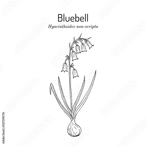 Bluebell (Hyacinthoides non-scripta), medicinal plant. Hand drawn botanical vector illustration