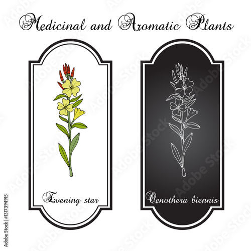Evening primrose (Oenothera biennis), or suncups, sundrops, ornamental and medicinal plant. Hand drawn botanical vector illustration