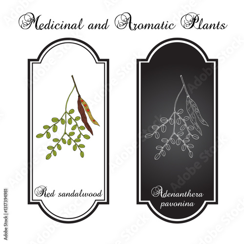 Red Sandalwood, or Coral Tree (Adenanthera pavonina), medicinal and edible plant. Hand drawn botanical vector illustration