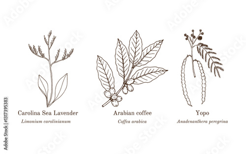 Collection of edible and medicinal plants. Hand drawn botanical vector illustration