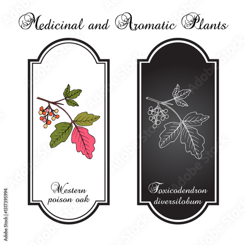 Pacific, or western poison oak (Toxicodendron diversilobum), medicinal plant. Hand drawn vector illustration