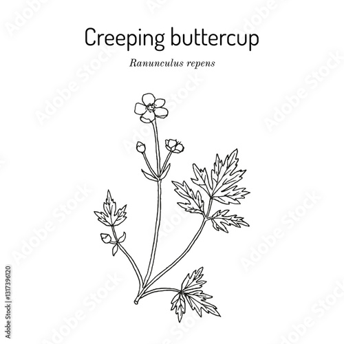 Creeping buttercup (Ranunculus repens), ornamental and medicinal plant. Hand drawn botanical vector illustration
