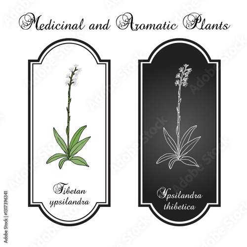Thibetan ypsilandra (ypsilandra thibetica), medicinal plant. Hand drawn botanical vector illustration