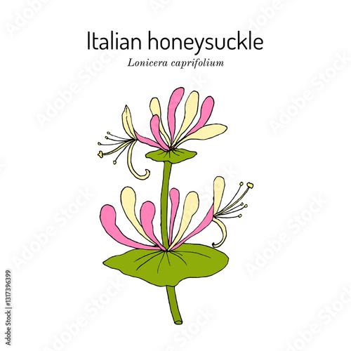 Italian honeysuckle, or perfoliate woodbine (Lonicera caprifolium), medicinal and ornamental plant