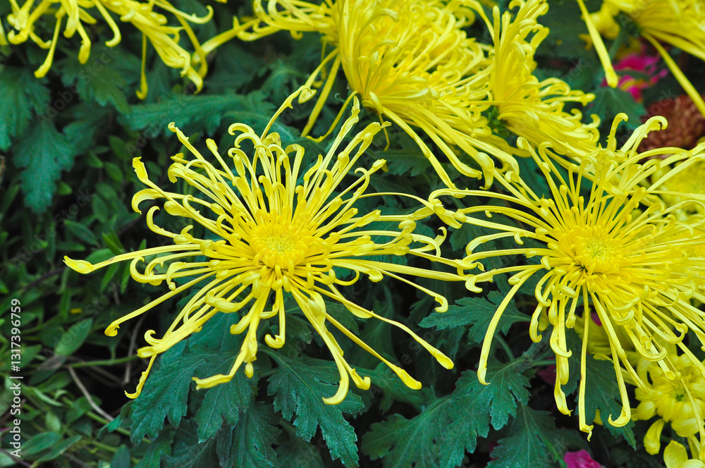 Beautiful yellow flowers spider chrysanthemum golden rain blossom.