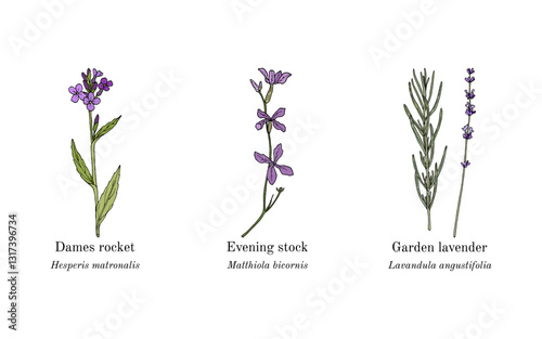 Collection of edible and medicinal plants