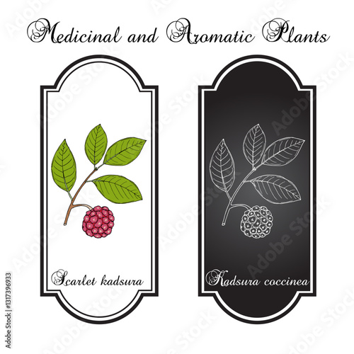 Scarlet kadsura (Kadsura coccinea), edible and medicinal plant. Hand drawn vector illustration