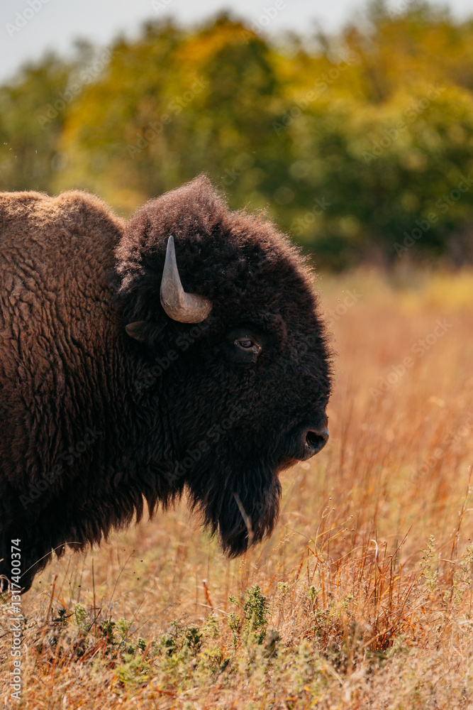 American Bison Buffalo, in field American Bison Buffalo, in field
