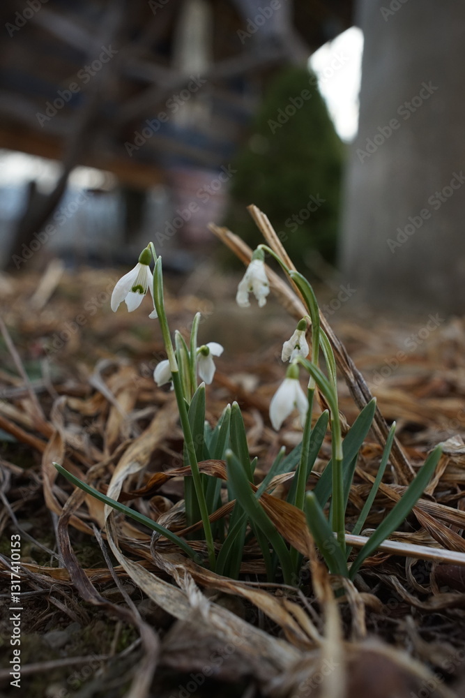 Obraz premium snowdrops in the snow