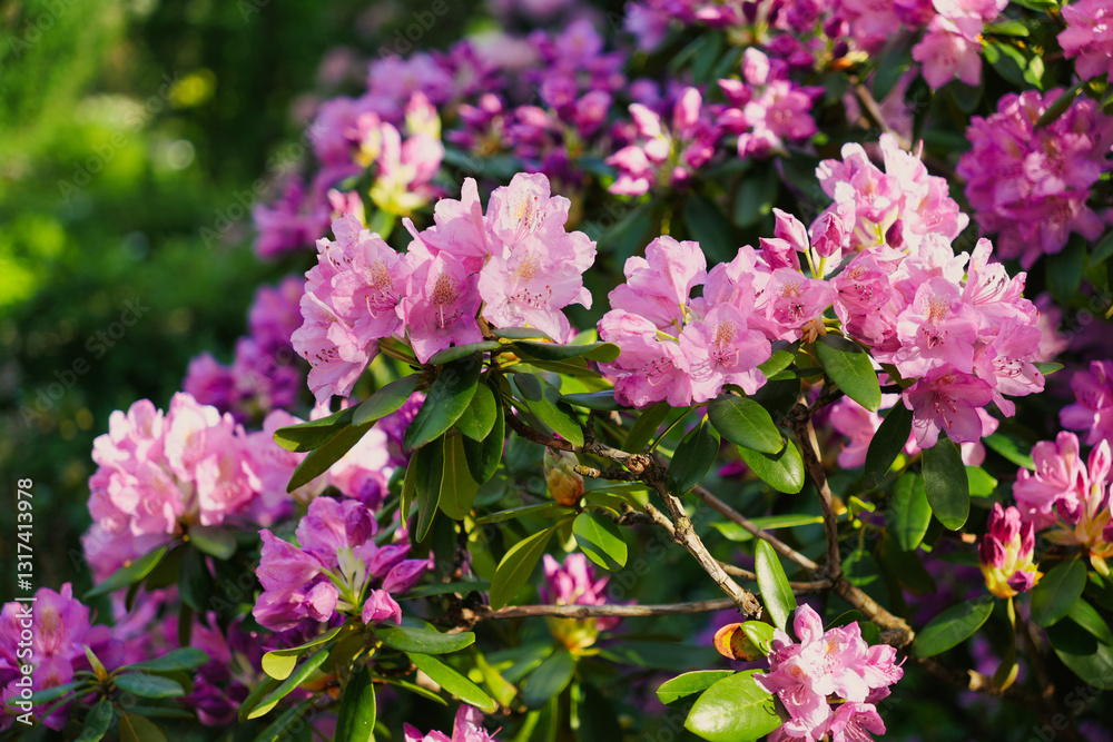 Vibrant Pink Rhododendron Flowers in Bloom