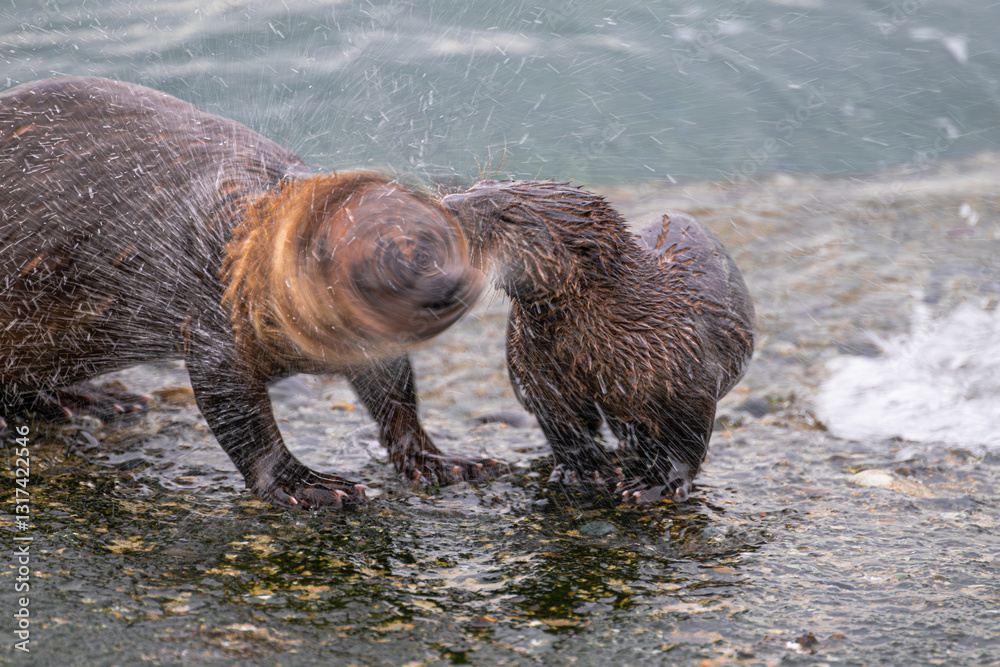 North American River Otter (Lontra canadensis) Family at the Pacific Coast, WA North American River Otter (Lontra canadensis) Family at the Pacific Coast, WA