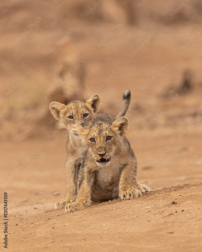 Lion Cubs In Playful mood Lion Cubs In Playful mood