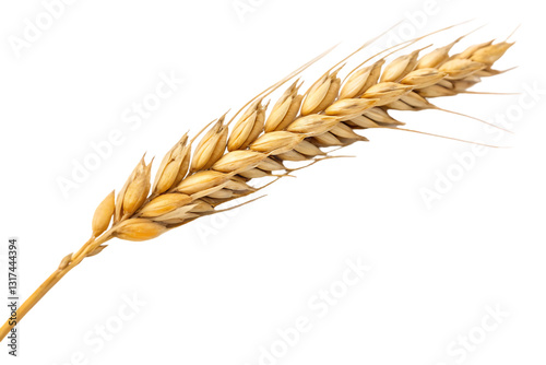 wheat ears isolated on white background photo