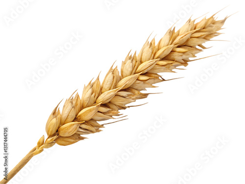 ear of wheat photo