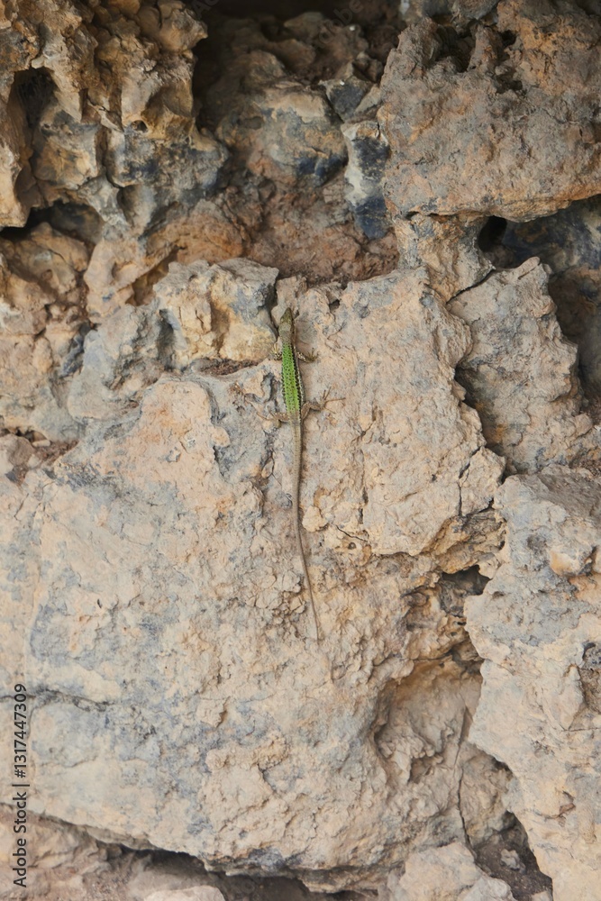 The animal is a reptile lizard sitting on a rock The animal is a reptile lizard sitting on a rock