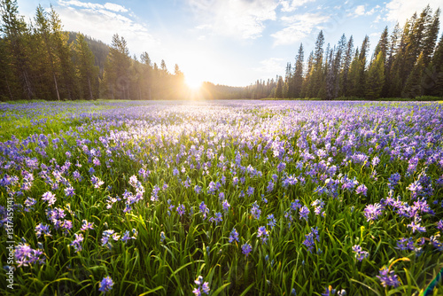 Bright Sunny Morning In Flowering Meadow