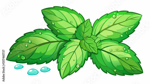 Set of mint leaves with drops isolated on white background.