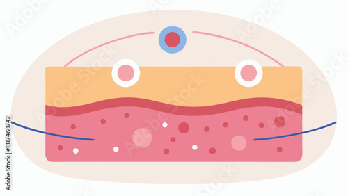 Skin Layer CrossSection A simplified crosssection of with highlighted areas showing where exosomes are applied demonstrating their role in rejuvenating skin tissue.
