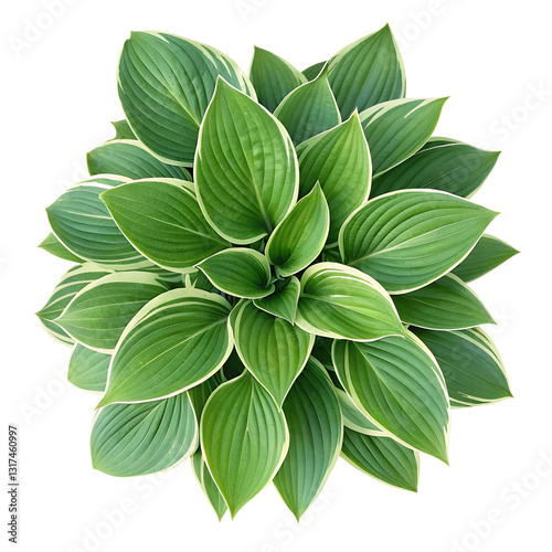 Top view of a Hosta, Isolated on a transparent background