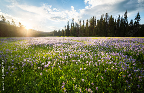 Critical Wilderness Area With Beautiful Flowers