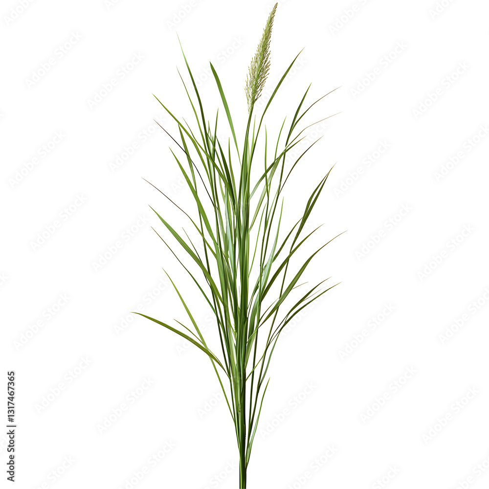 Fototapeta premium Green reed, cane grass on white or transparent background, clipping path