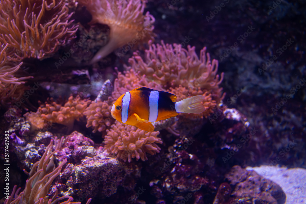 Fototapeta premium clown fish in aquarium