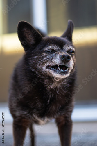 black dog funny face sneeze