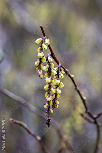 Stachyurus praecox photo