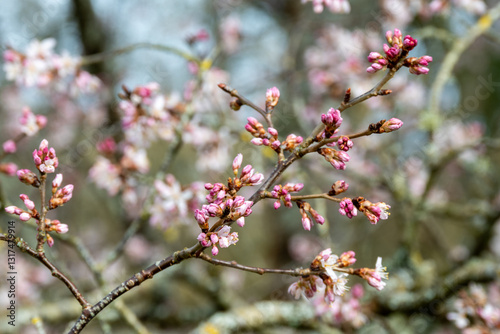 cherry tree blossom