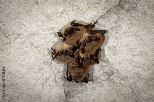 Little brown bat cluster, Myotis lucifugus, in a middle Tennessee cave.