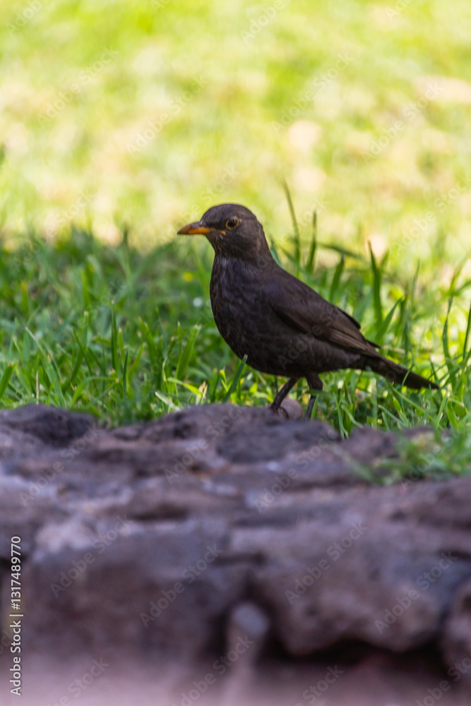 Turdus merula pertenece a la familia Turdidae. Turdus merula pertenece a la familia Turdidae.