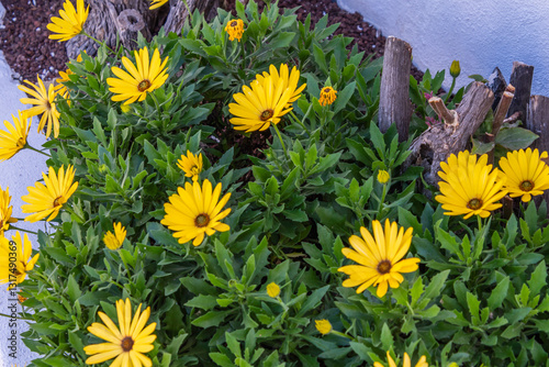 Dimorphotheca sinuata pertenece a la familia Asteraceae. photo
