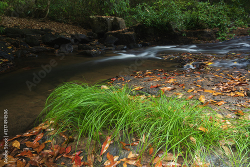 stream in autumn forest