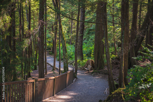 path in the woods