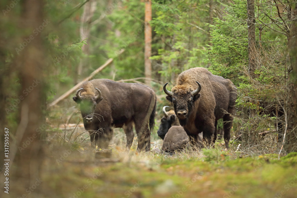 Żubr (Bos bonasus), wisent