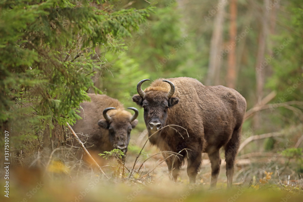 Żubr (Bos bonasus), wisent