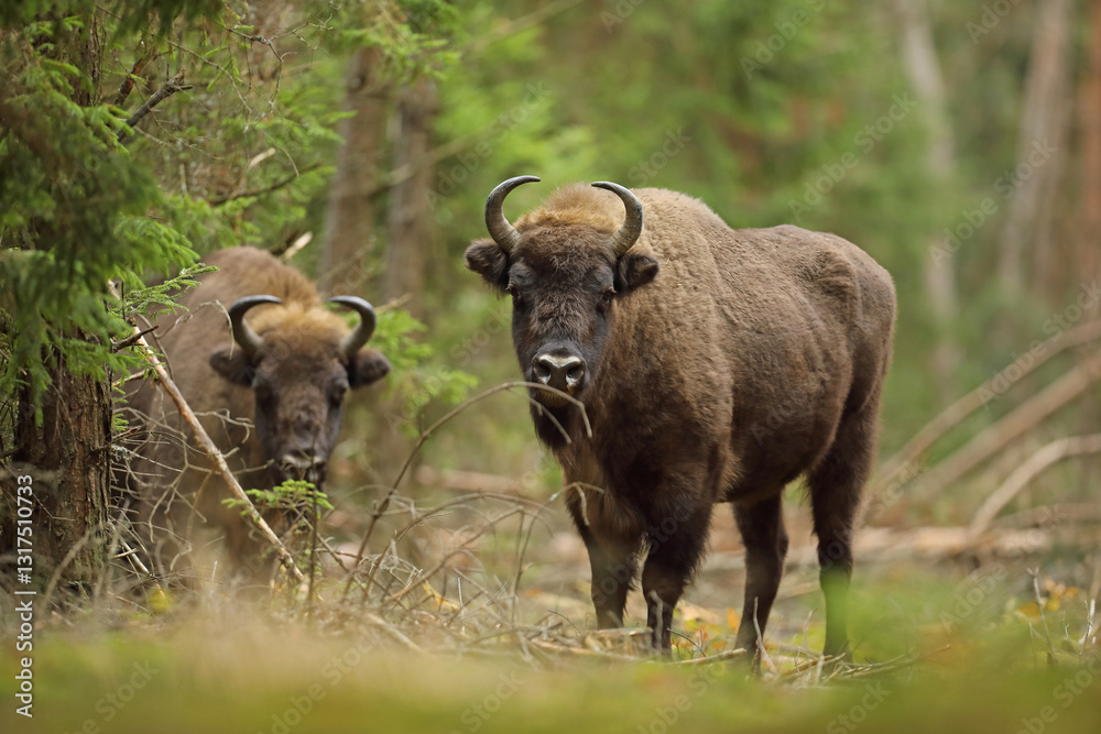 Żubr (Bos bonasus), wisent