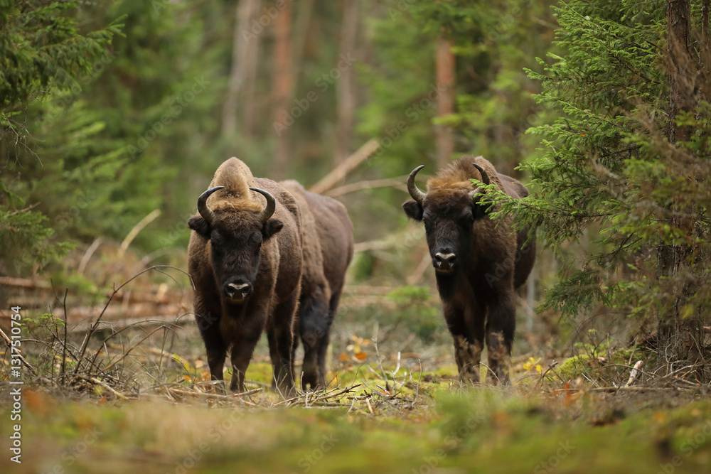 Żubr (Bos bonasus), wisent