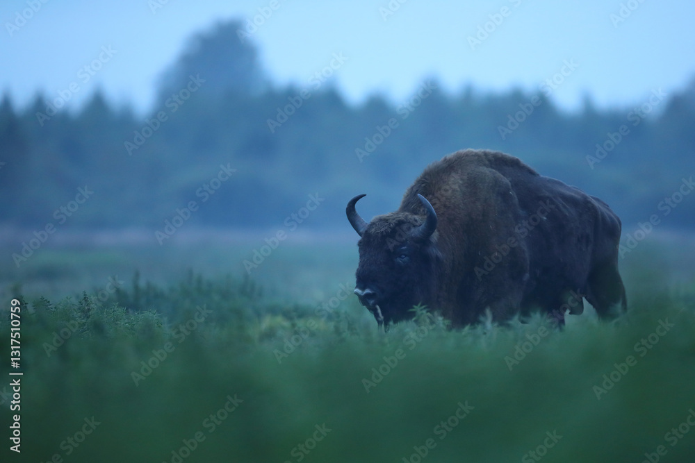 Żubr (Bos bonasus), wisent